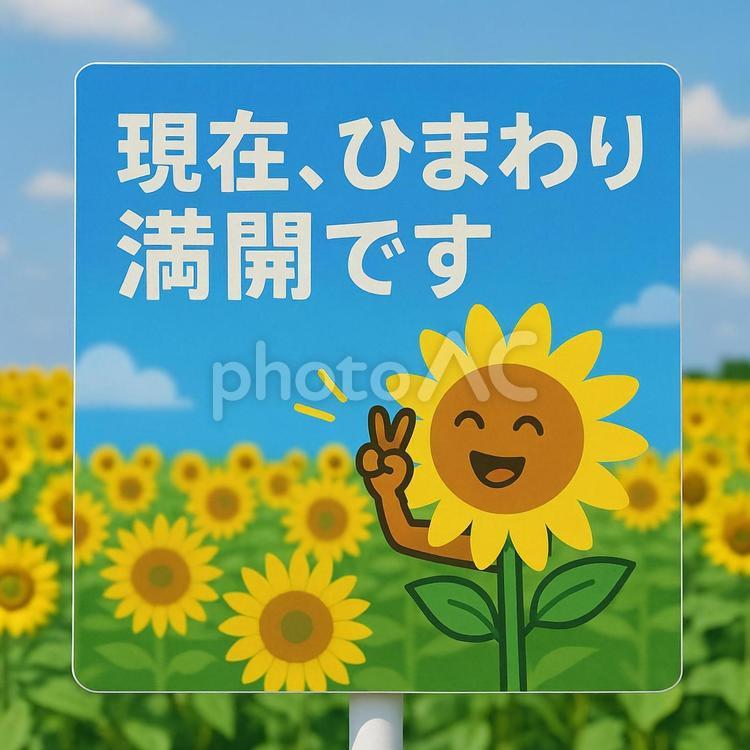 ひまわり満開の標識 ひまわり,満開,夏の写真素材