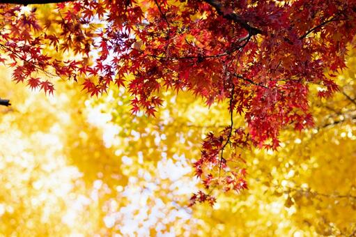 紅葉と銀杏 紅葉,もみじ,イチョウの写真素材