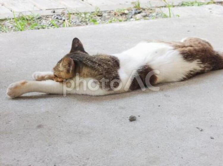 のびるネコ ネコ,ねこ,猫の写真素材