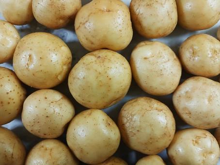 ジャガイモ 平置き ジャガイモ 平置き ジャガイモ,野菜,ポテトの写真素材