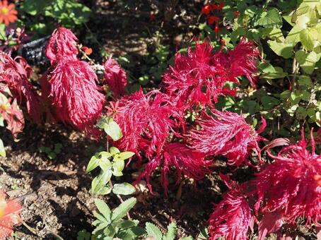 ケイトウ ケイトウ,鶏頭,植物の写真素材