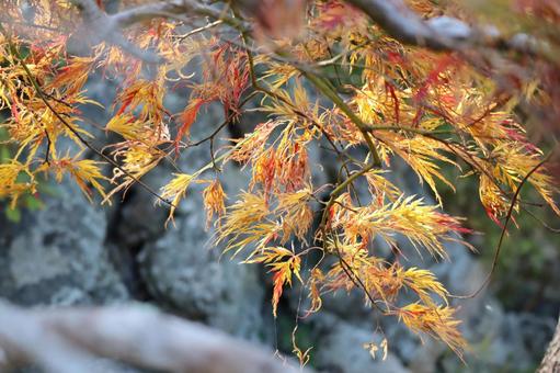 シダレモミジの紅葉 シダレモミジ,紅葉,黄色の葉の写真素材