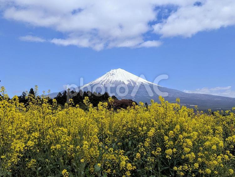 一面の菜の花と富士山 植物,菜の花,黄色の写真素材