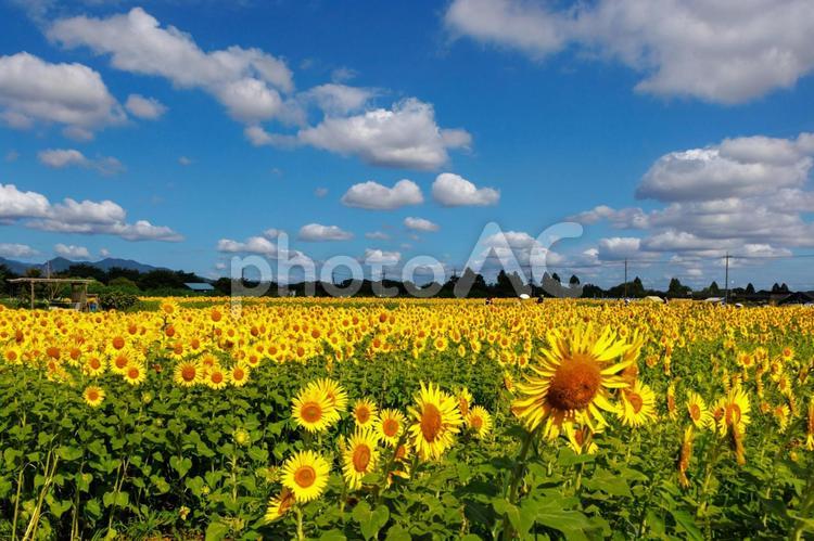 太陽の花明るい気持ちになる向日葵 ひまわり,8月,空の写真素材