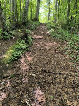 森の小径 森の小径 ハイキング,散策,山地の写真素材