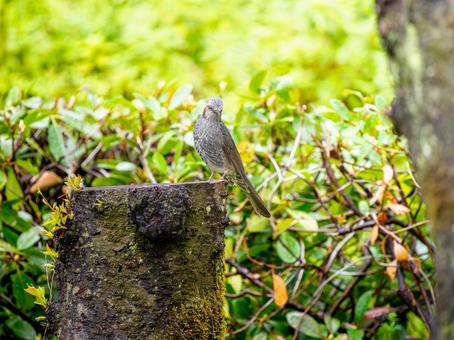 木にとまるヒヨドリ 木にとまるヒヨドリの写真