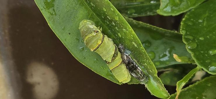 生き物 昆虫 幼虫 生き物 昆虫 幼虫の写真