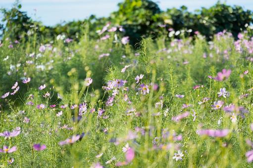 緑の中に広がる優しいピンクの花 緑の中に広がる優しいピンクの花 コスモス,秋桜,花の写真素材