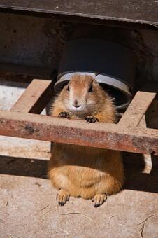 伊豆シャボテン動物公園のプレーリードッグ プレーリードッグ,動物,動物園の写真素材