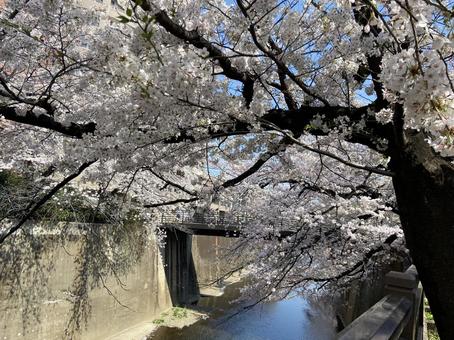 桜 桜の写真