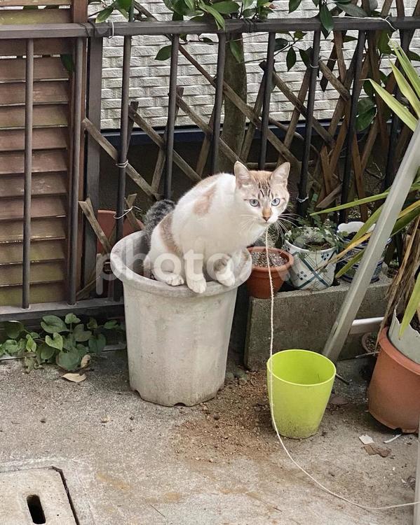 植木鉢に入ってしまうシャムトラ猫さん 猫,シャム系ミックス,植木鉢の写真素材