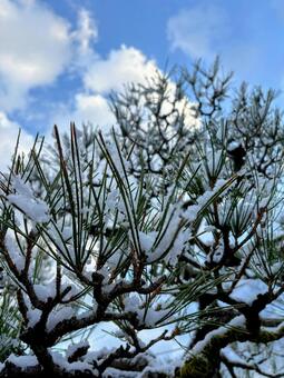 松に降った雪 冬,雪,景色の写真素材