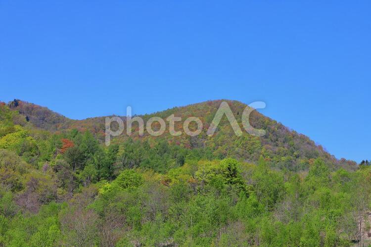 春紅葉する山(札幌市西区) 春紅葉,紅葉,春の写真素材