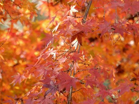 【紅葉写真】美しい紅葉風景 モミジ,紅葉,晩秋の写真素材