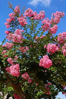 さぬきフラワーガーデンのサルスベリの花 さぬきフラワーガーデンのサルスベリの花の写真