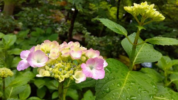 紫陽花 紫陽花の写真