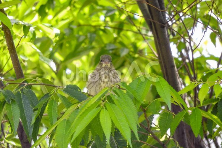 こっちを見ているカワラヒワの雛 カワラヒワ,小鳥,木の写真素材