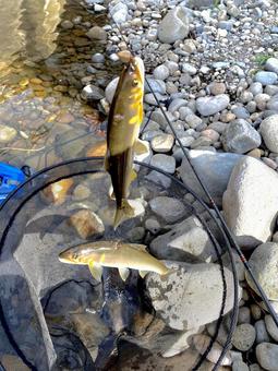 魚釣り 鮎,鮎釣り,釣りの写真素材