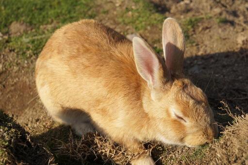 広島県大久野島の穴掘るウサギ3　兎素材 うさぎ,穴,掘るの写真素材