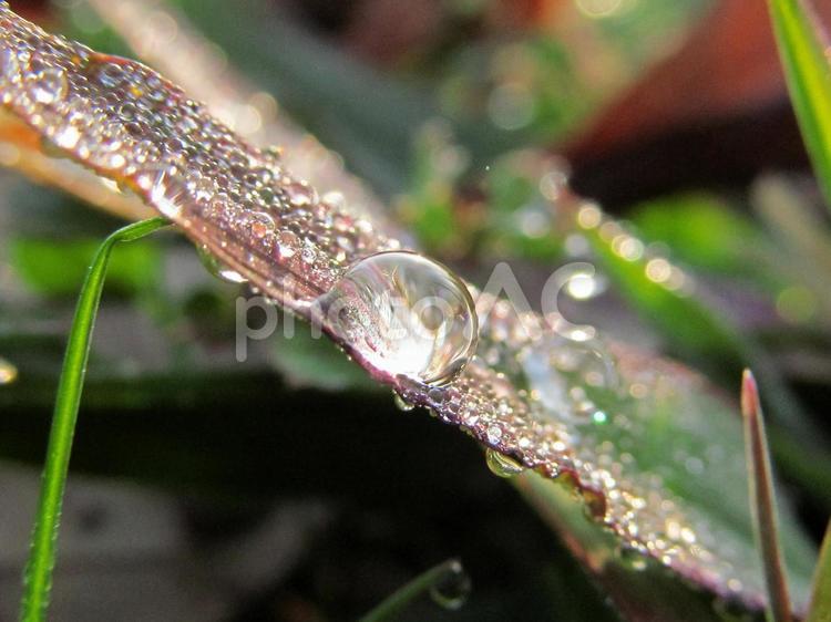 水滴と緑の葉（Water drops） 水滴,すいてき,しずくの写真素材