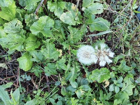 葉っぱ889 植物,自然,グリーンの写真素材