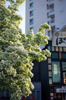 都市に咲く白い花と青空 白い花,ヒトツバタゴ,ナンジャモンジャの写真素材