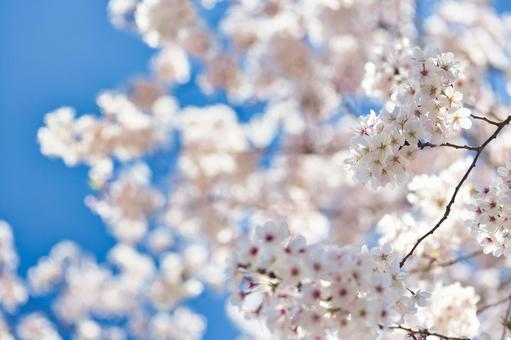桜 桜の写真