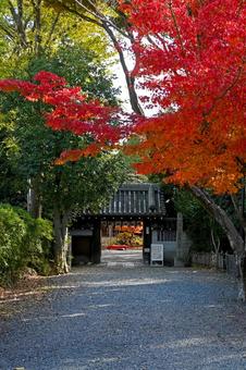 大阪・三島郡 水無瀬神宮 山門・参道 大阪・三島郡 水無瀬神宮 山門・参道の写真