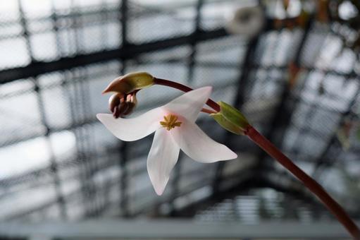 ヘリアンフォラの花 ヘリアンフォラの花 ヘリアンフォラ,花,サラセニアの写真素材