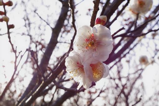 梅の木 梅の木の写真