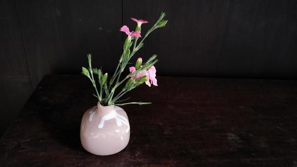 撫子の花 撫子の花の写真