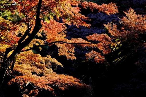 カエデの紅葉　紅いグラデーションと黒背景 紅葉,モミジ,楓の写真素材