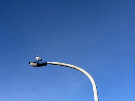 電灯に止まる鳩 鳩,電灯,鳥の写真素材