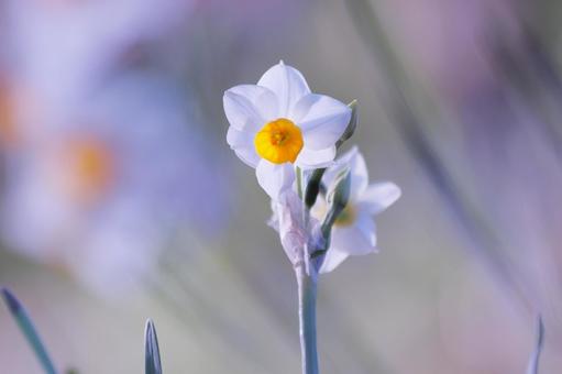 白い水仙の花 白い水仙の花 スイセン,花,水仙の写真素材