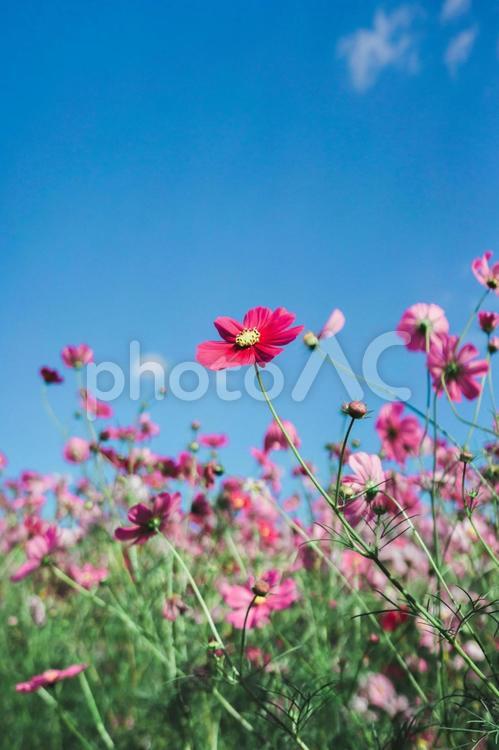 凛と咲く赤いコスモス コスモス,こすもす,秋桜の写真素材