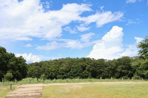 夏の公園 夏の公園の写真