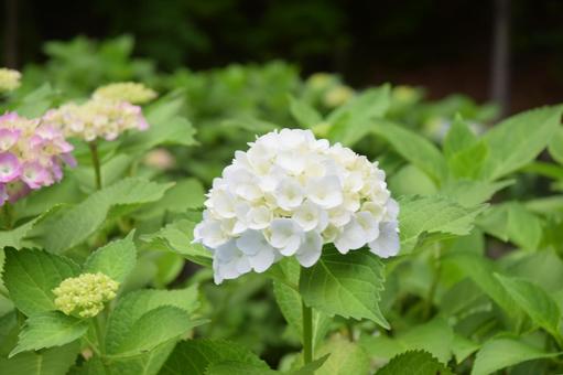 Photo, hydrangea, flower, plant, 