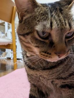 まったりするネコ まったりするネコの写真