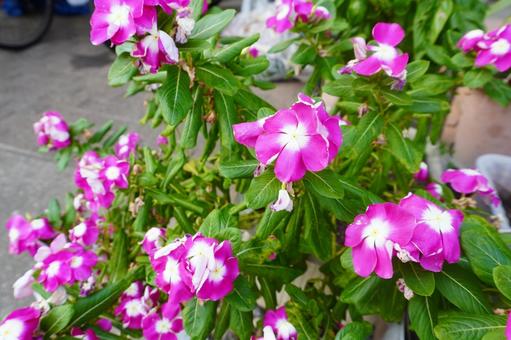 ピンクの花 ピンクの花 花,広場,地面の写真素材