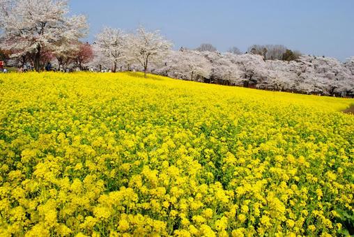 赤城南面千本桜と菜の花 赤城南面千本桜と菜の花 赤城南面千本桜と菜の花,群馬県,花の名所の写真素材