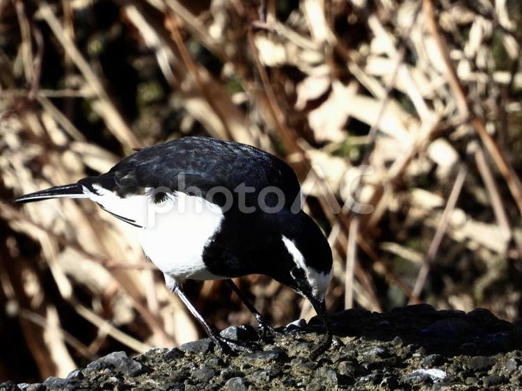 虫を咥えるセグロセキレイ 鳥,野鳥,セグロセキレイの写真素材