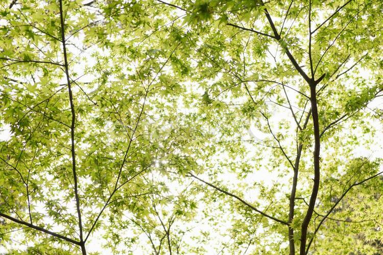 もみじの新緑の木漏れ日 新緑,木漏れ日,広葉樹の写真素材