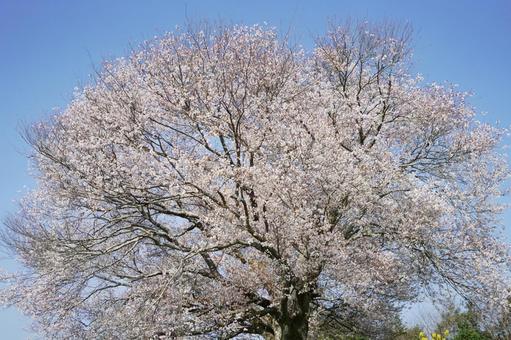 佐賀 武雄 馬場の山桜 近景4 佐賀 武雄 馬場の山桜 近景4 桜,山桜,春の写真素材
