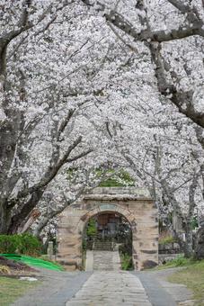 佐賀県の円応寺の桜並木 佐賀県の円応寺の桜並木 桜,桜の木,ピンクの写真素材