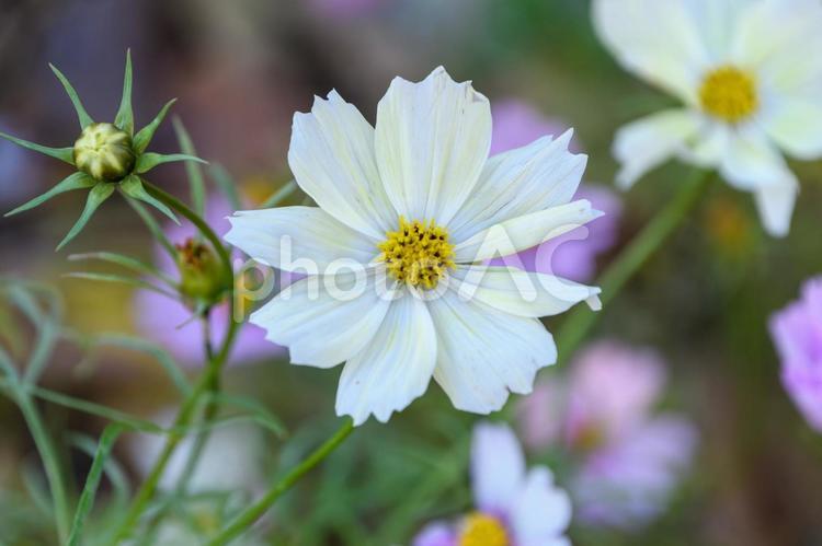 淡い白色が美しいコスモスの花 コスモス,白い花,花の写真素材