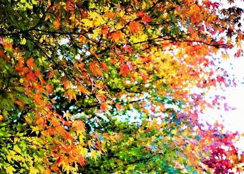 紅葉 紅葉の写真