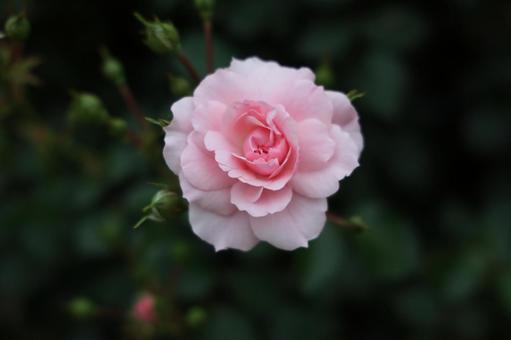 中心に咲く淡いピンクのバラ 薔薇,ローズ,ピンクの写真素材