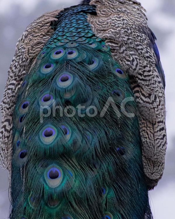 孔雀の羽 クジャク,鳥,鳥類の写真素材