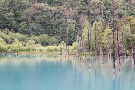 北海道美瑛の青い池 北海道美瑛の青い池の写真