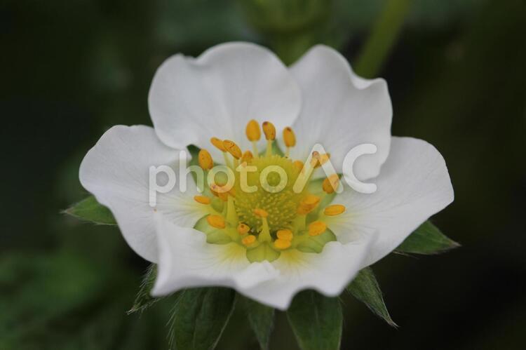 イチゴの花 花,イチゴ,白の写真素材